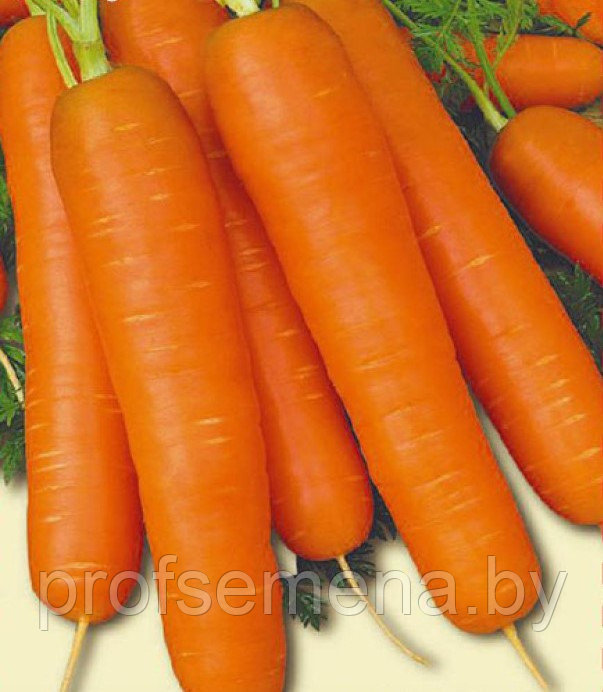 Морковь Балтимор столовая, семена, 150шт., (мссо)