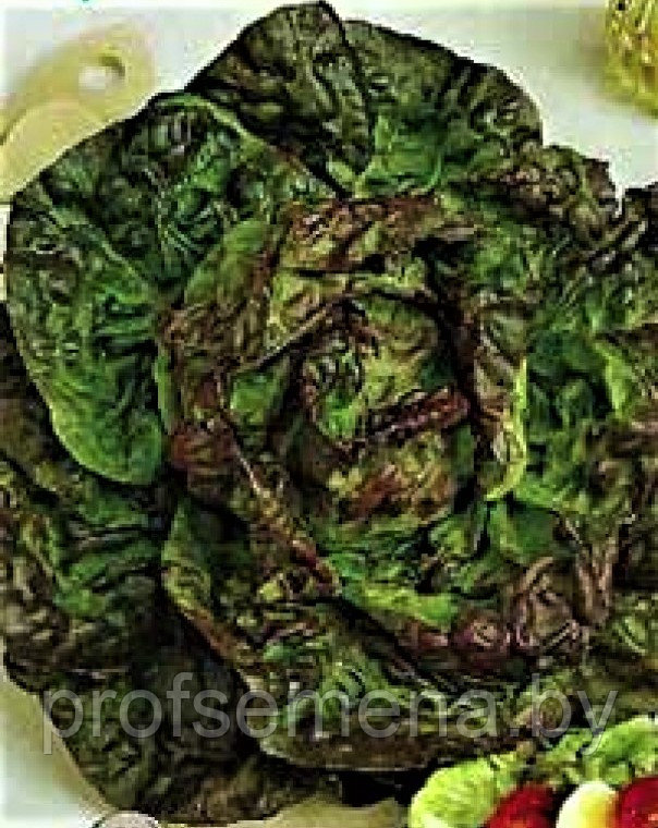 Салат Ред кросс кочанный, семена, 0,5гр, (мссо) - фото 1 - id-p222167056