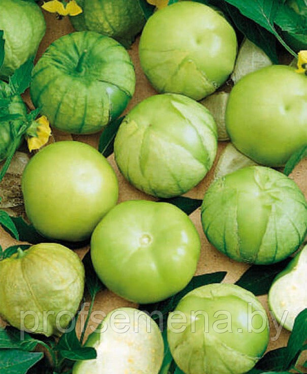 Физалис овощной Кондитер, семена, 0,2гр, (мссо) - фото 1 - id-p222168178