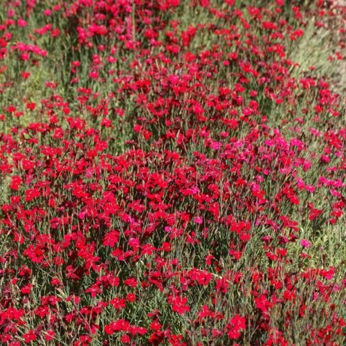 Гвоздика травянка "Леучтфинк", Р9 - фото 1 - id-p222211381
