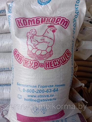Купить Пшеницу На Корм Для Кур
