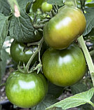 Макуро F1 коричневый томат, семена, 20 шт. (чп), фото 3