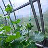 Шпалерная сетка (садовая сетка) в рулоне 2х500м, фото 2