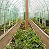 Шпалерная сетка (садовая сетка) в рулоне 2х500м, фото 5