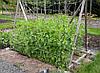 Шпалерная сетка (садовая сетка) 2х10м, фото 3