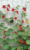 Шпалерная сетка (садовая сетка) 2х5м, фото 2