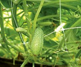 Шпалерная (садовая) сетка ячейка 150х130мм рулон 1,7х500м, темно зеленая, фото 4