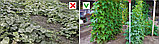 Шпалерная (садовая) сетка ячейка 150х130мм рулон 1,7х500м, темно зеленая, фото 9