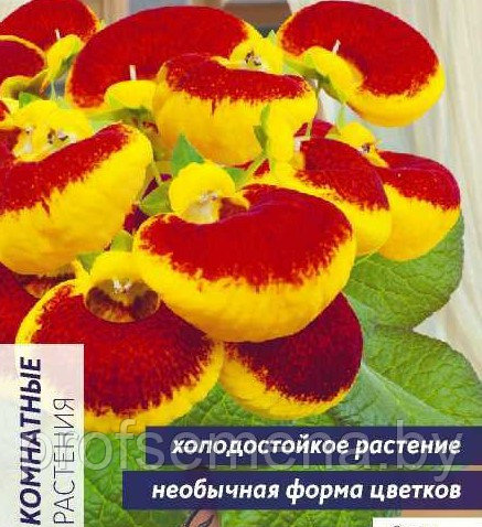 Цветы Кальцеолярия Дэинти F1 Черевички красные, семена, 3шт., (са) - фото 1 - id-p222698236