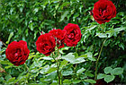 Роза плетистая Sympathie (Large-Flowered Climber), фото 3
