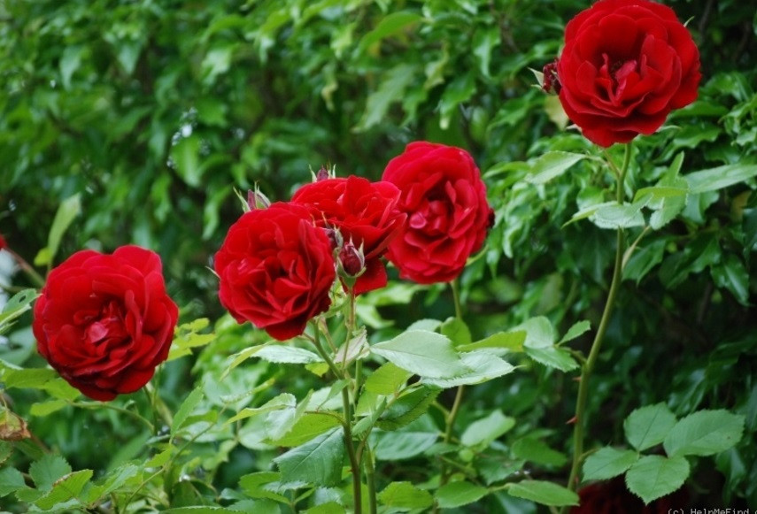 Роза плетистая Sympathie (Large-Flowered Climber) - фото 3 - id-p32114889