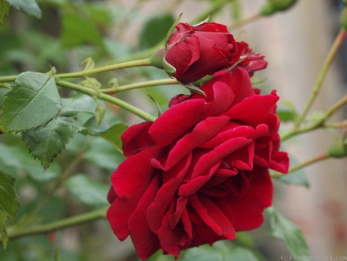 Роза плетистая Sympathie (Large-Flowered Climber) - фото 5 - id-p32114889