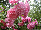 Роза плетистая FRAGEZEICHEN, фото 3