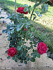 Роза плетистая Don Juan (Large-Flowered Climber), фото 6