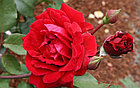 Роза плетистая Don Juan (Large-Flowered Climber), фото 3