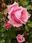 Роза плетистая Blossomtime, фото 5