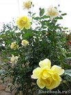 Роза плетистая Golden Showers (Large-Flowered Climber), фото 5