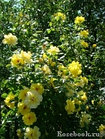 Роза плетистая Golden Showers (Large-Flowered Climber), фото 4