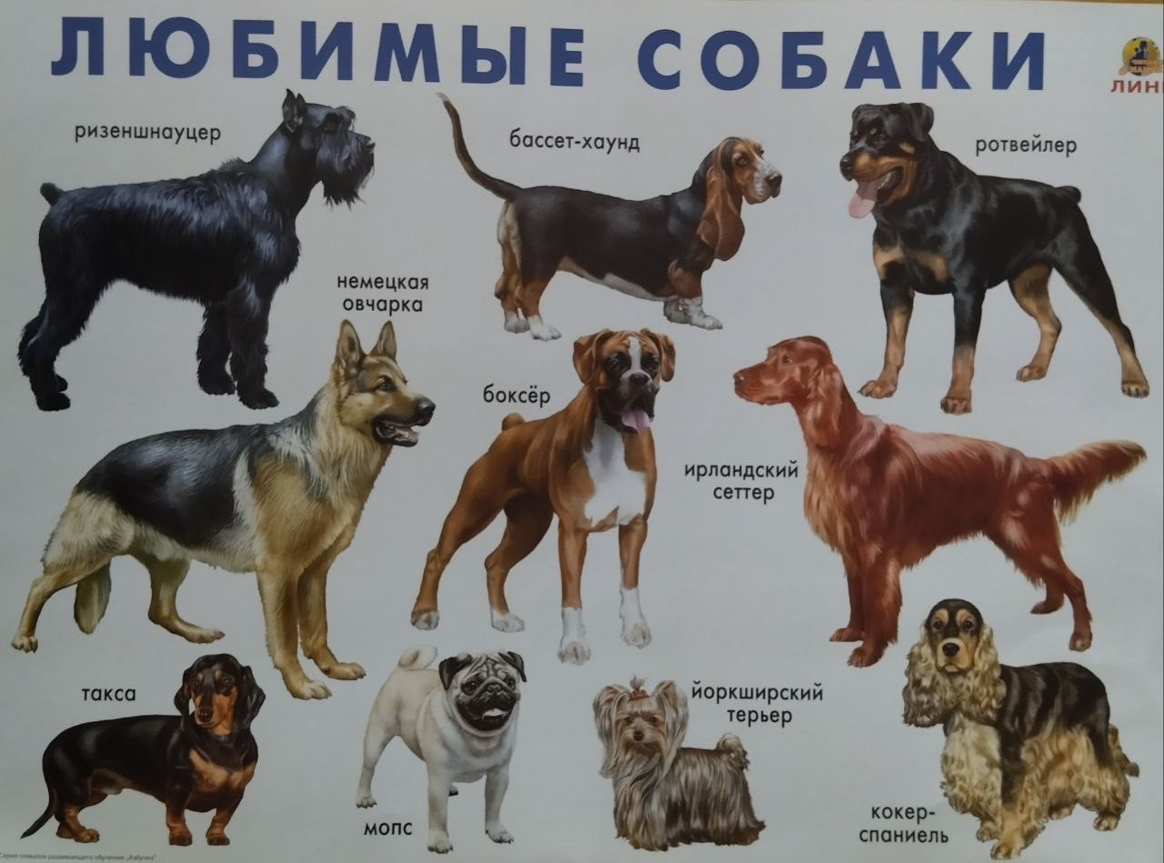 Собаки