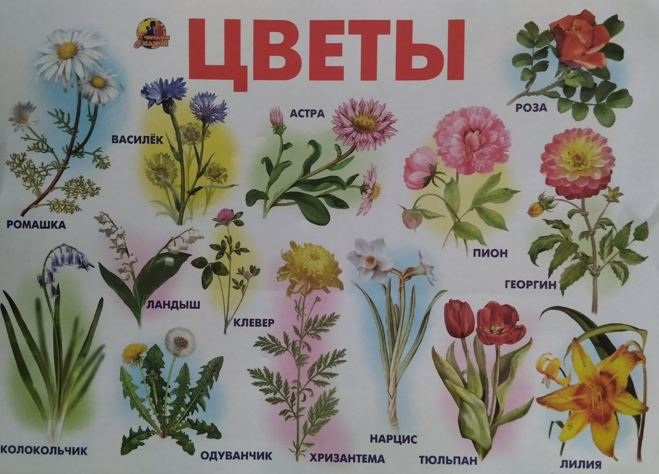 Цветы