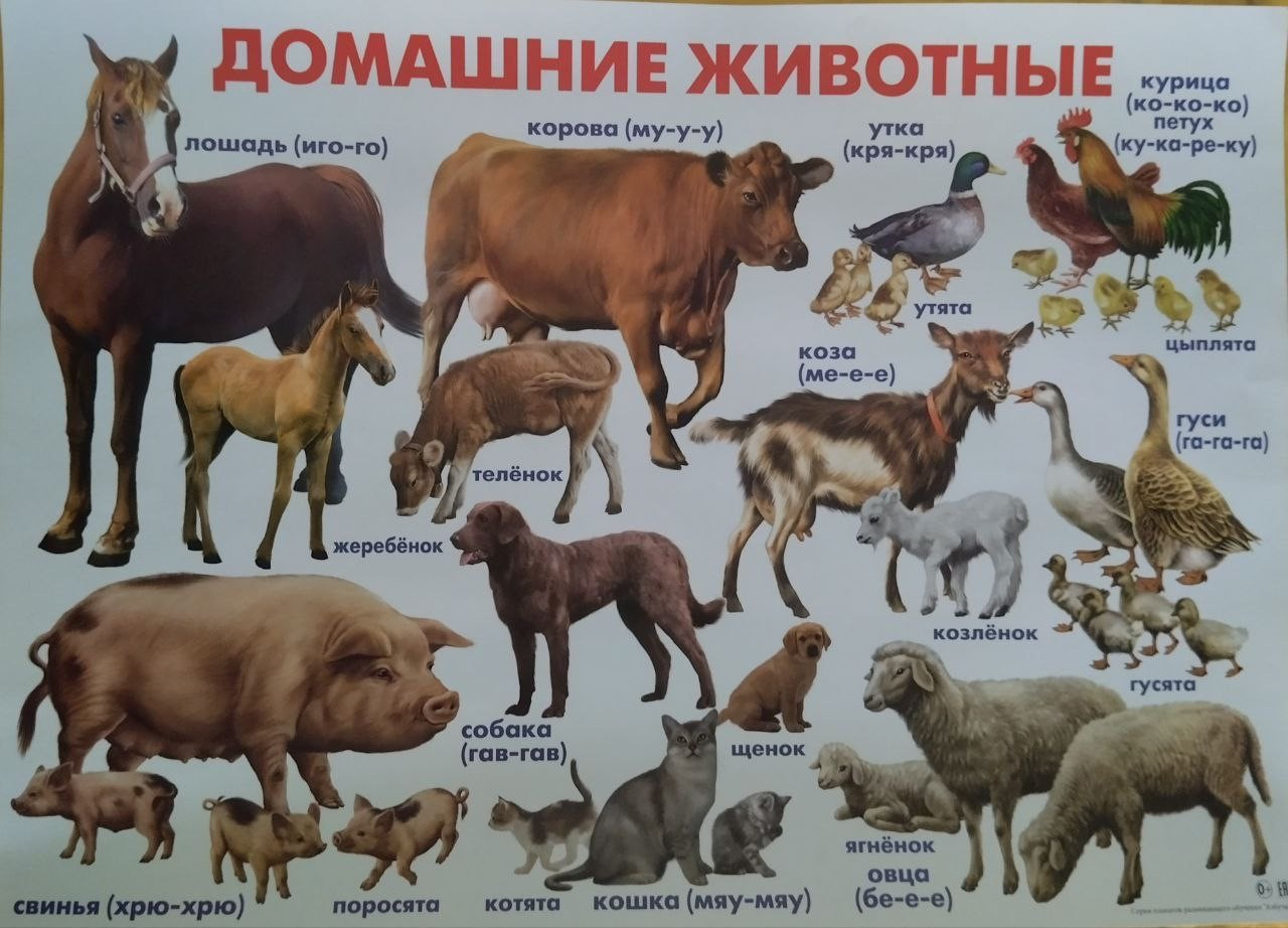 Плакат обучающий - Домашние животные