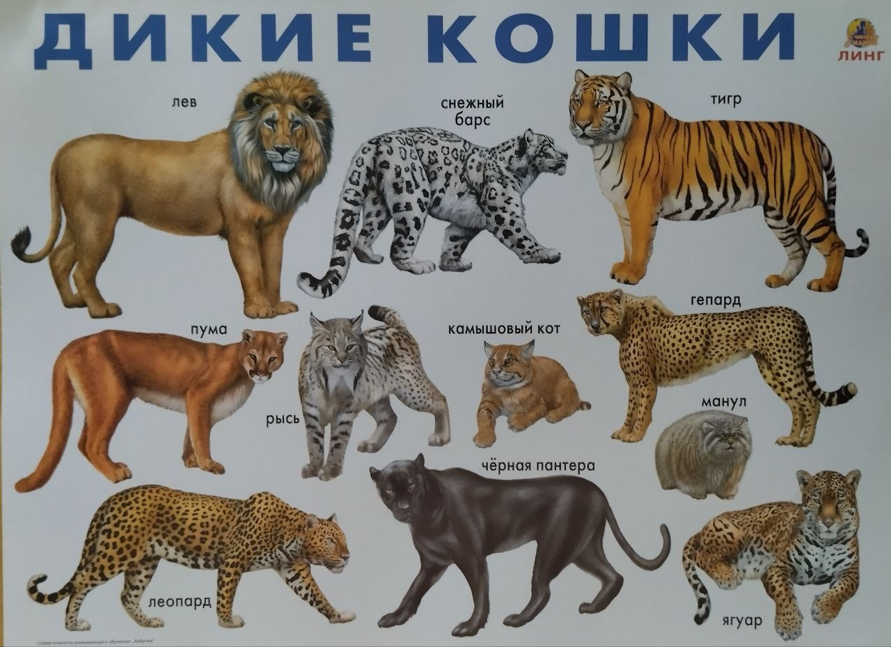 Плакат обучающий - Дикие кошки