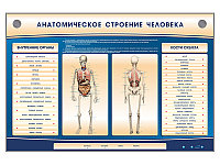 Электрифицированный стенд-тренажер c макетом скелета "Анатомическое строение человека"