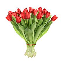 Тюльпаны без упаковки (45-55 см)  (пачка по 15 шт. одного цвета) заказ от 30 пачек
