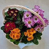 Корзинка с первоцветами нарцисс, крокус, примула, мускари (макси), фото 3