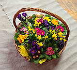 Корзинка с первоцветами нарцисс, крокус, примула, мускари (макси), фото 2
