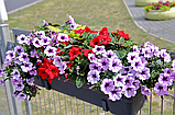 Высадка цветов в балконные ящики, фото 2