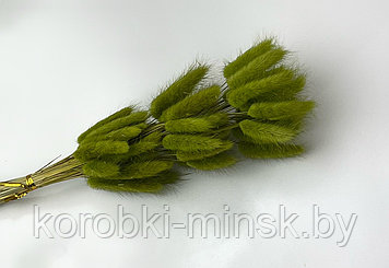 Сухоцвет "Лагурус" (60 веток в пачке) размер цветка 5-7 см. Светло-фисташковый