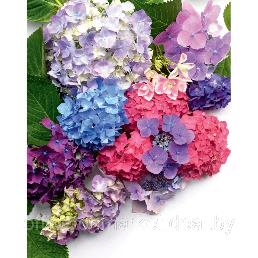 Книга "Гортензии. Прекрасные цветы для дома и сада", Наоми Слэйд - фото 5 - id-p222958947