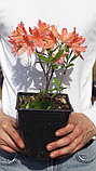 Рододендрон листопадный (азалия) сорт Японский, фото 2