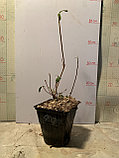 Рододендрон листопадный (азалия) сорт Японский, фото 4