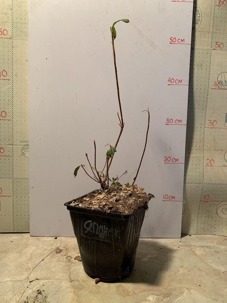 Рододендрон листопадный (азалия) сорт Японский - фото 4 - id-p222973054