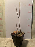 Рододендрон листопадный (азалия) сорт Мандарин Лайтс, фото 3