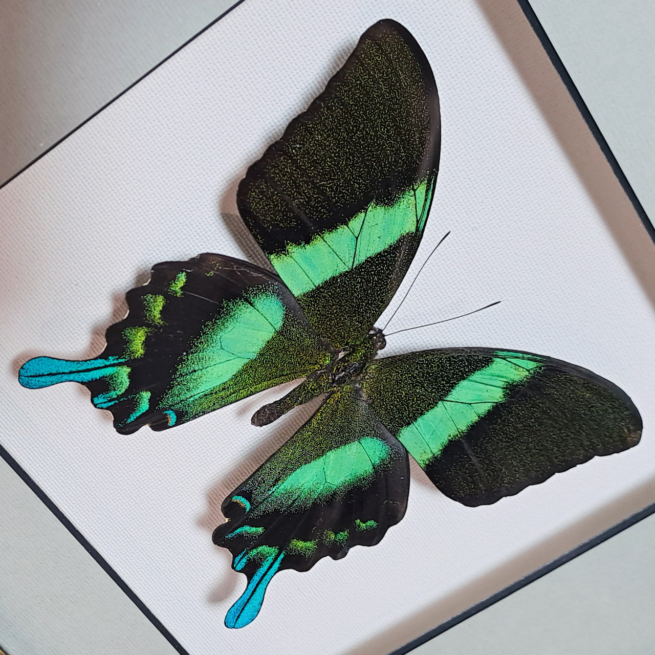 Бабочка Парусник красоты и стиля или Кавалер Блюмей, арт: 23в - фото 2 - id-p41984945