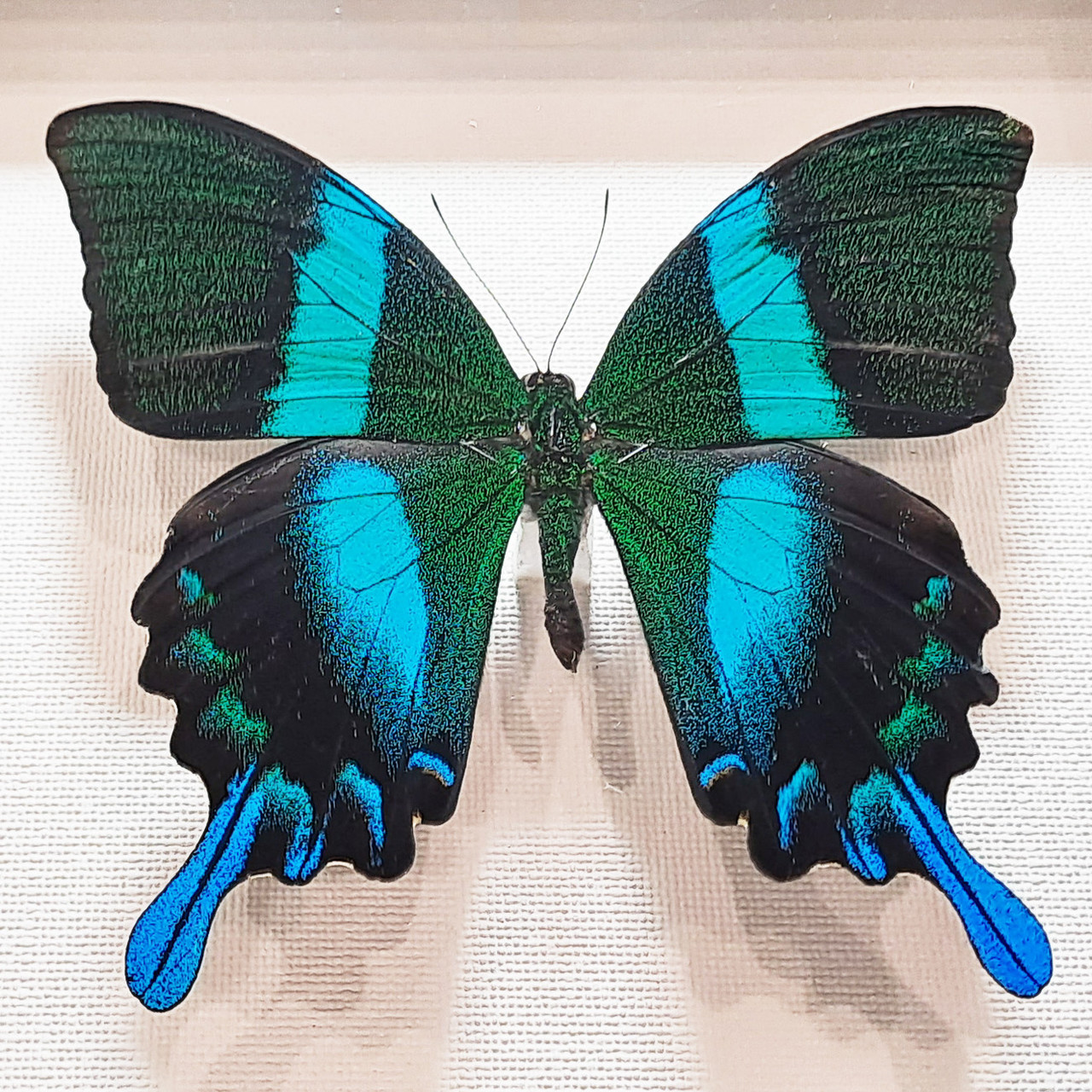 Бабочка Парусник красоты и стиля или Кавалер Блюмей, арт: 23в - фото 4 - id-p41984945