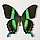 Бабочка Парусник красоты и стиля или Кавалер Блюмей, арт: 23в, фото 5