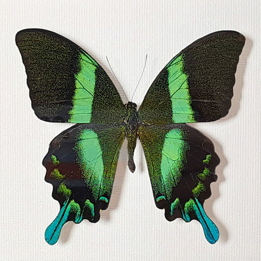 Бабочка Парусник красоты и стиля или Кавалер Блюмей, арт: 23в - фото 5 - id-p41984945