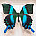 Бабочка Парусник красоты и стиля или Кавалер Блюмей, арт: 23с, фото 3