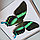 Бабочка Парусник красоты и стиля или Кавалер Блюмей, арт: 23с, фото 4