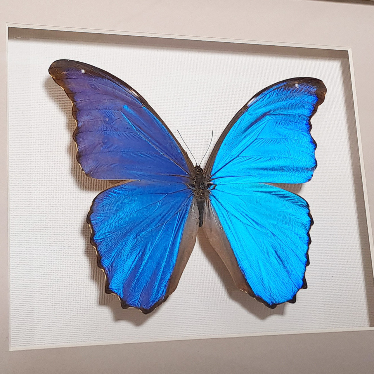 Бабочка Морфо счастья или Дидиус, арт: 53а - фото 4 - id-p42466554
