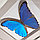 Бабочка Морфо счастья или Дидиус, арт: 53а, фото 5