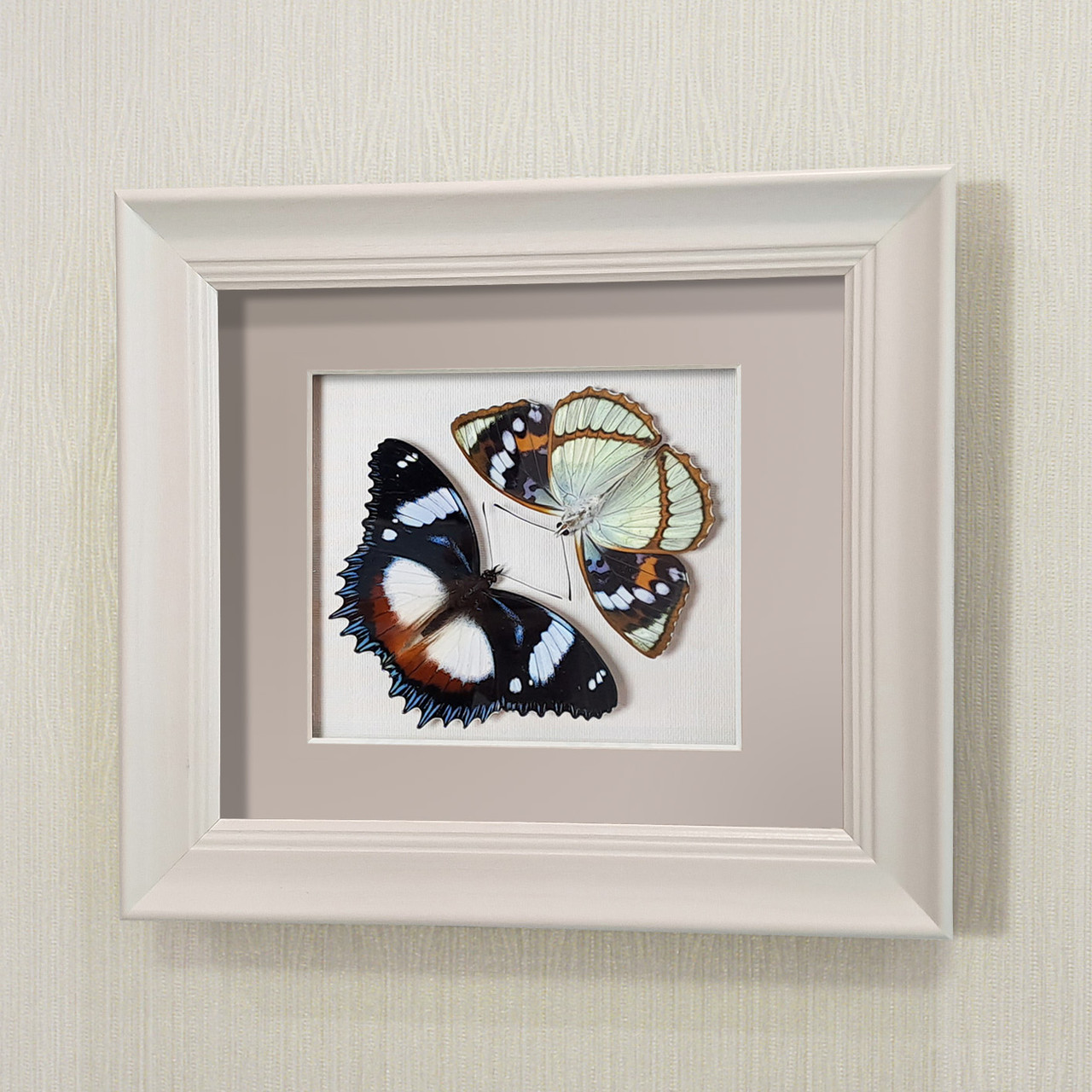 Бабочки Французский триколор и жемчужница Шренка, арт.: 70-76а - фото 1 - id-p58733336