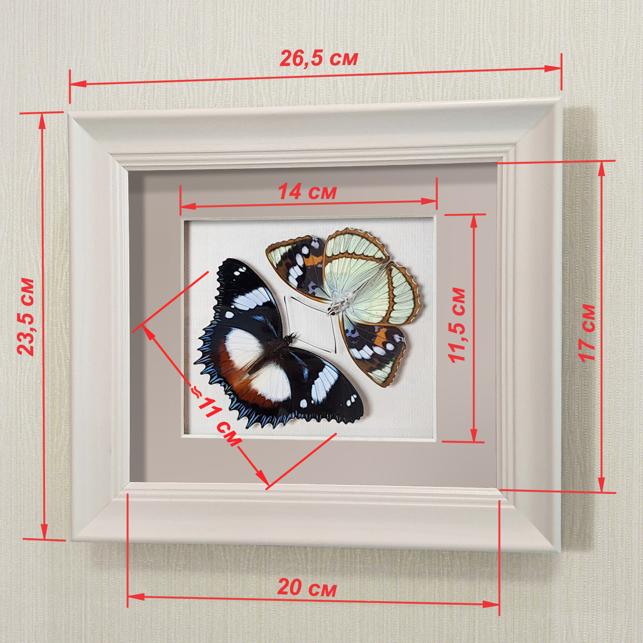 Бабочки Французский триколор и жемчужница Шренка, арт.: 70-76а - фото 2 - id-p58733336