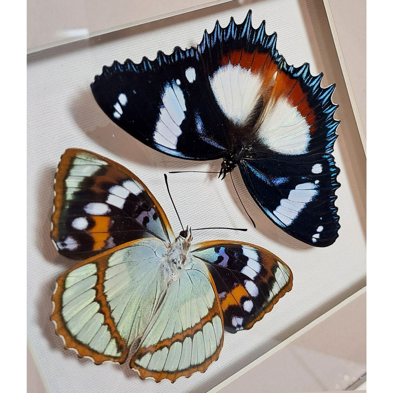 Бабочки Французский триколор и жемчужница Шренка, арт.: 70-76а - фото 4 - id-p58733336