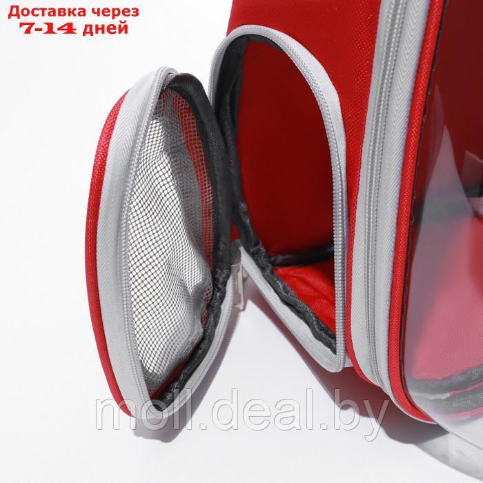 Рюкзак для переноски "Котик", прозрачный, 32 х 28 х 42 см, красный - фото 2 - id-p222992656
