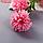 Цветы искусственные "Хризантема помпон" d-6 см 80 см, розовый, фото 2